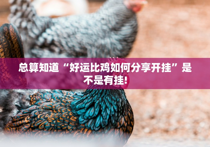 总算知道“好运比鸡如何分享开挂”是不是有挂! 总算知道“好运比鸡如何分享开挂”是不是有挂!