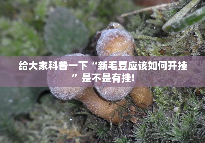 给大家科普一下“新毛豆应该如何开挂”是不是有挂!