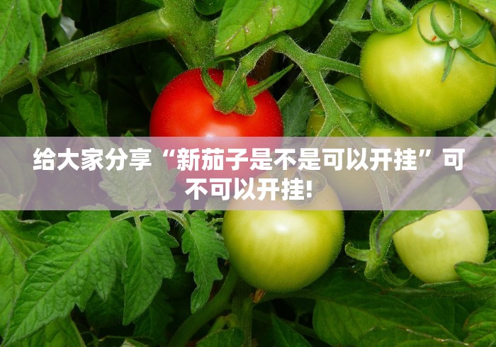 给大家分享“新茄子是不是可以开挂”可不可以开挂!