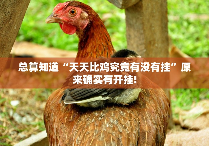 总算知道“天天比鸡究竟有没有挂”原来确实有开挂!