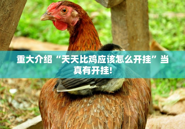 重大介绍“天天比鸡应该怎么开挂”当真有开挂!