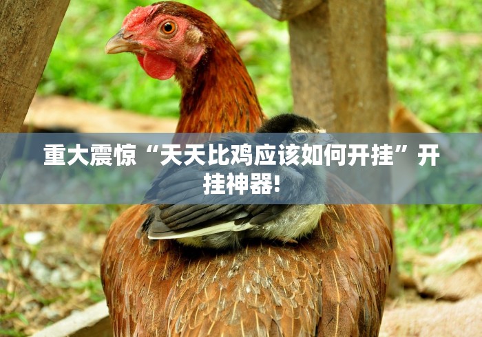 重大震惊“天天比鸡应该如何开挂”开挂神器!