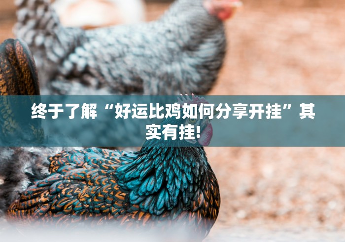 终于了解“好运比鸡如何分享开挂”其实有挂!