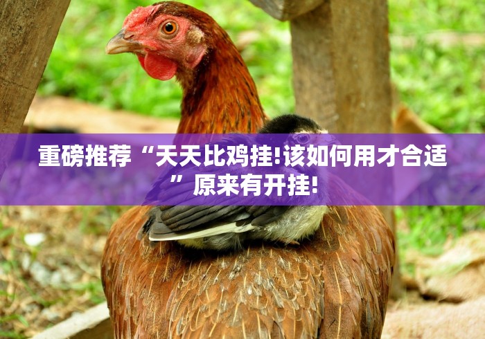 重磅推荐“天天比鸡挂!该如何用才合适”原来有开挂! 重磅推荐“天天比鸡挂!该如何用才合适”原来有开挂!